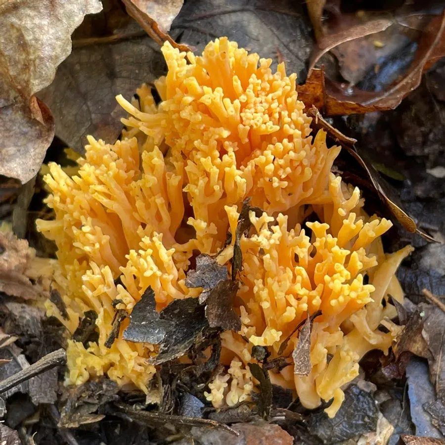 Golden coral fungus growing on the forest floor