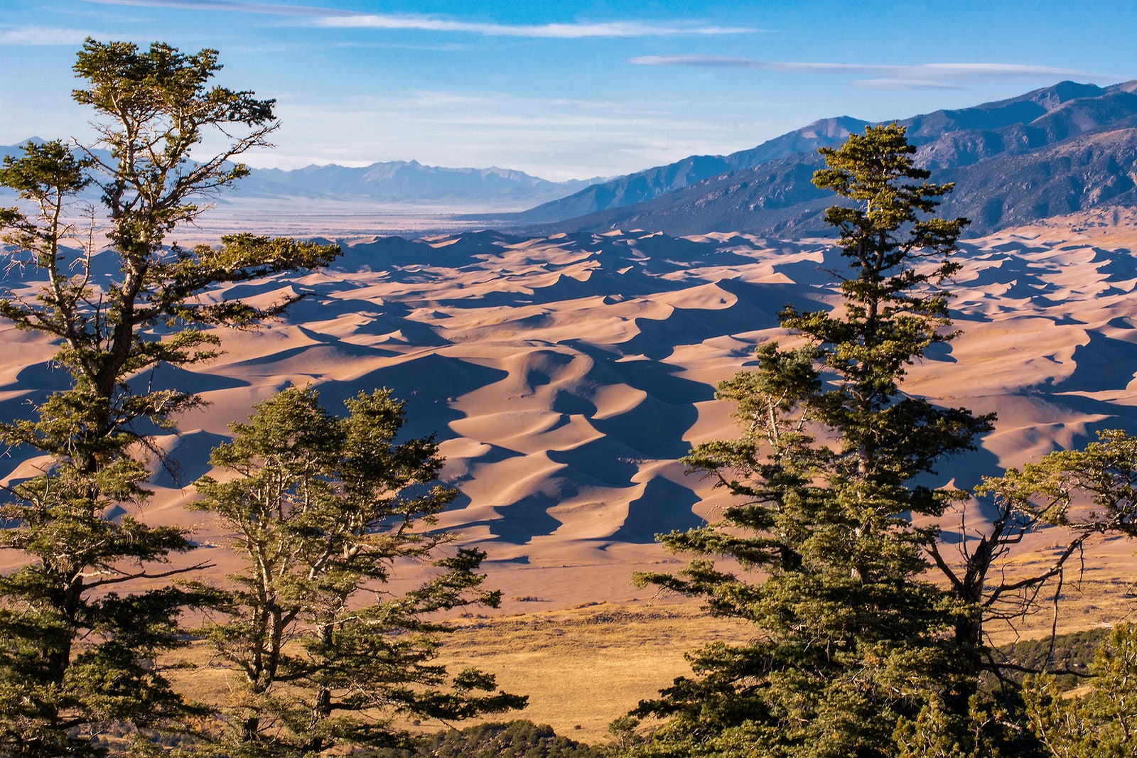 Pine branches framing the dunefield at Great Sand Dunes National Park and Preserve