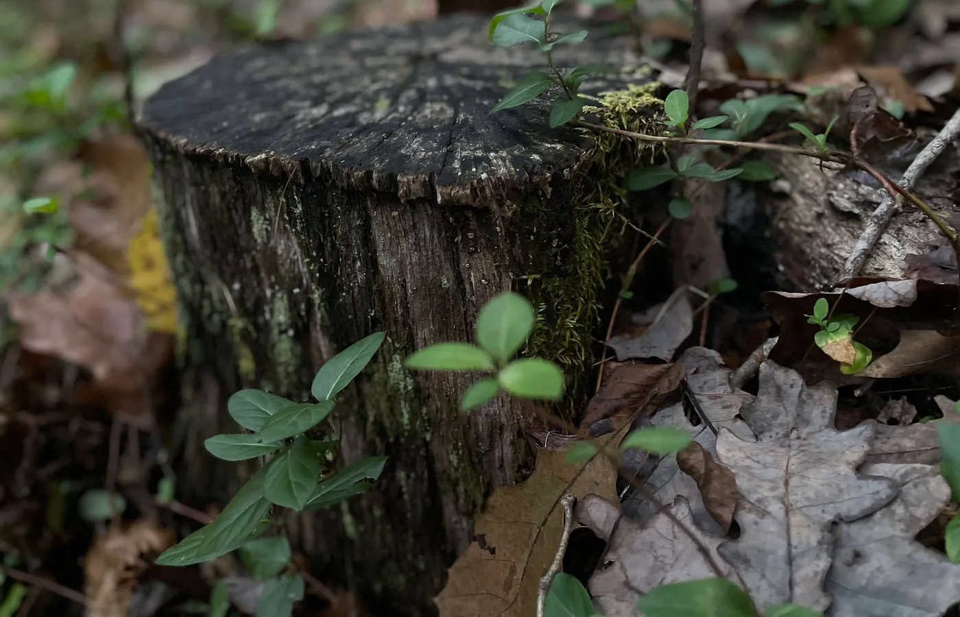New green growth emerging from a forest stump