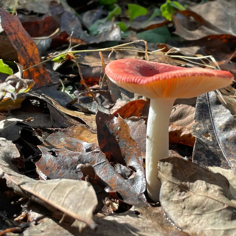 A red mushroom among fallen leaves